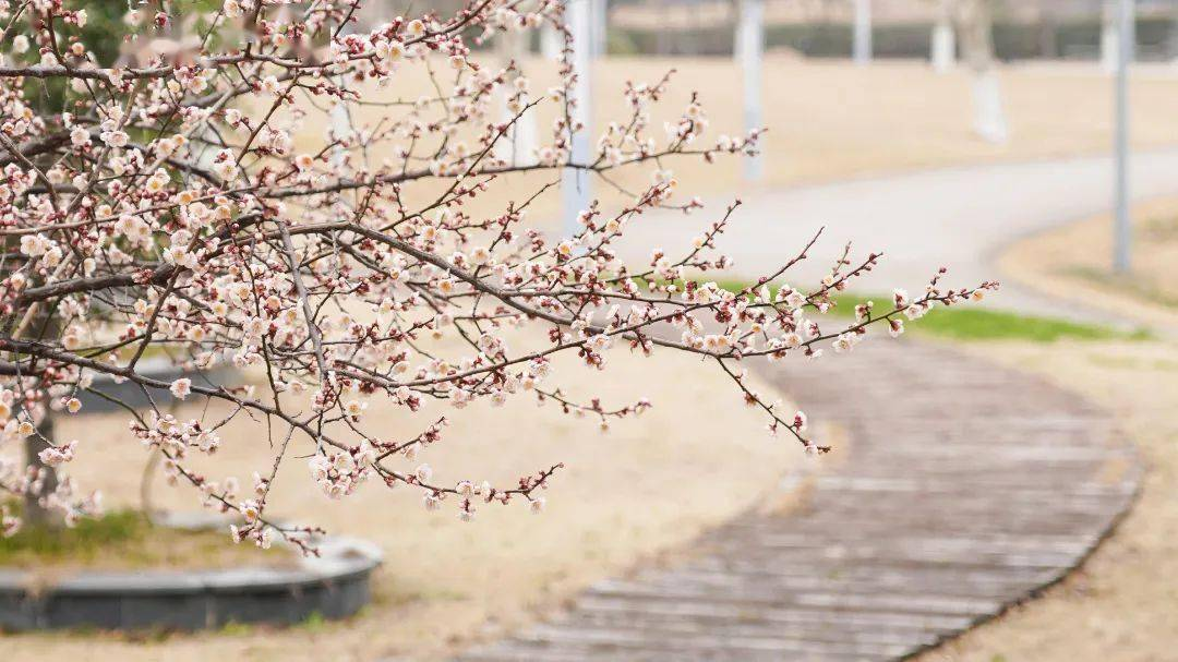 智慧校园视觉方案下，AI点名球如何助力学生素质评价